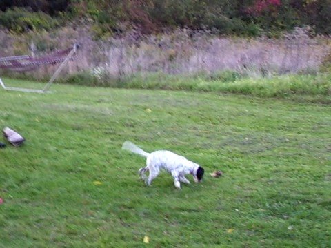 Phoebe's first woodcock