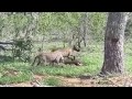 Leopard Steals Prey Back From Hyena