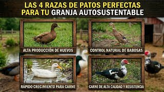Stop being a slave to your farm! 4 duck breeds that do the hard work for you 🦆