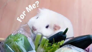 I Bought My Guinea Pigs Everything They Ordered!