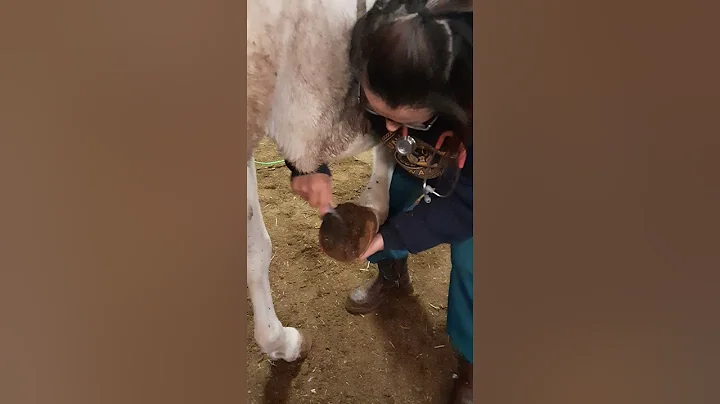 picking horses hoof