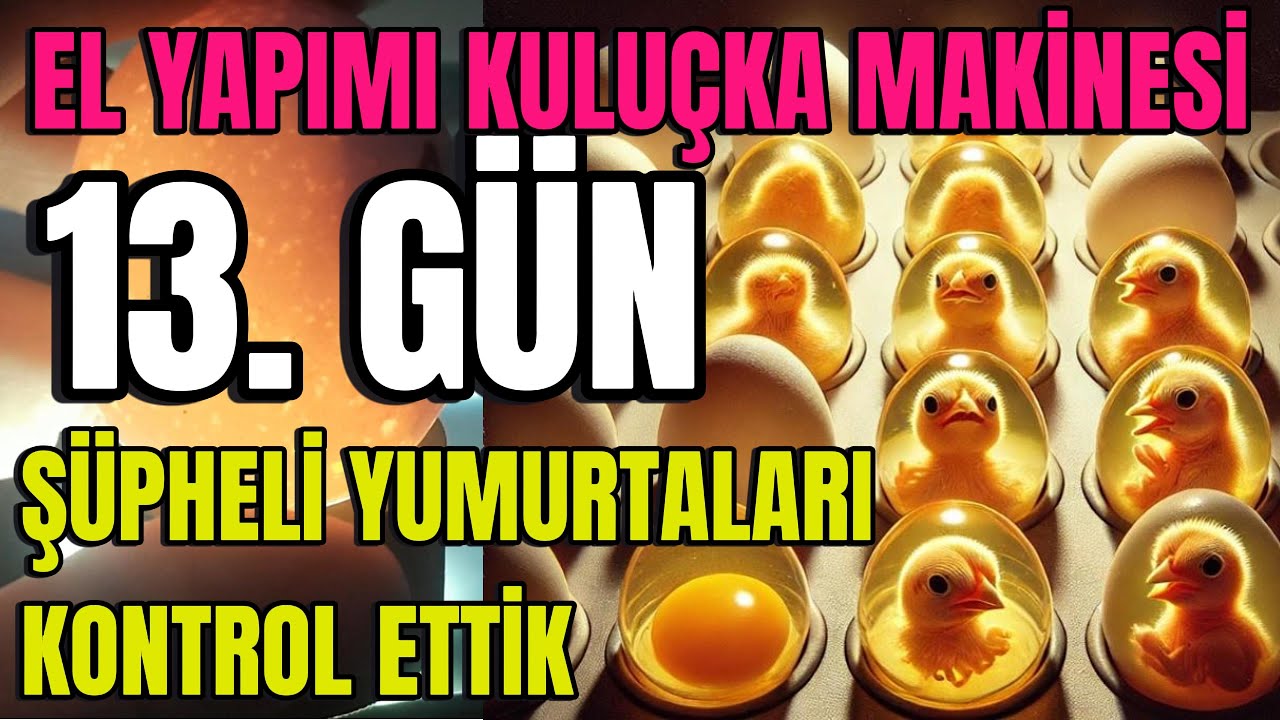 El Yapımı Kuluçka Makinesi 2025 🐣 | 13. Gün: Şüpheli Yumurtaları Kontrol Ettik! | Boş mu Dolu mu?