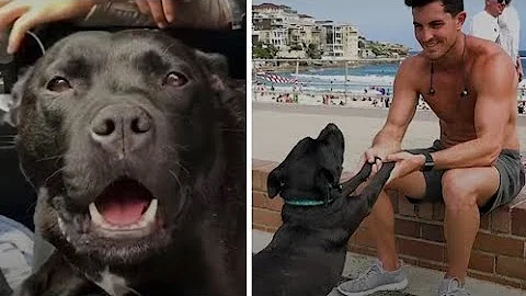 Rescue Pittie Screams At Strangers To Share Their Food