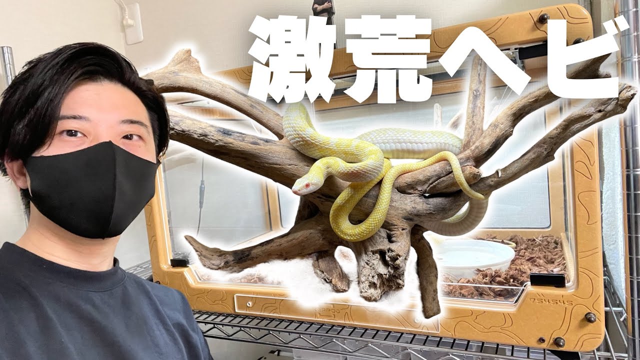 When I offered an offering to the fiercest snake god in my