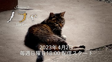 予告#025 「ノラや Lost Cats Season2」 2023年4月2日18:00配信スタート!!