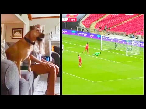 Dog Watching Soccer Game - Dog Reaction To Football -