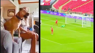 Dog Watching Soccer Game | Dog Reaction To Football | screenshot 4