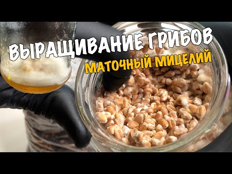 Как вырастить грибы дома! Выращивание маточного мицелия белых грибов. Посадка на субстрат. (Часть 2)