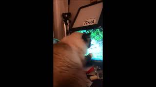 Mr. Frank Sinatra the cat watching youtube videos for cats.