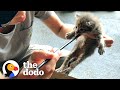 Kitten Abandoned In Box Now Has A Girlfriend | The Dodo Cat Crazy