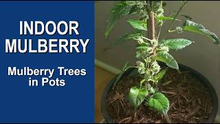 Growing Mulberry Trees Indoors in Pots