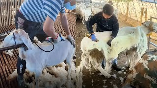 Patchy & Overgrown Amazing Sheep Shearing process in Farms