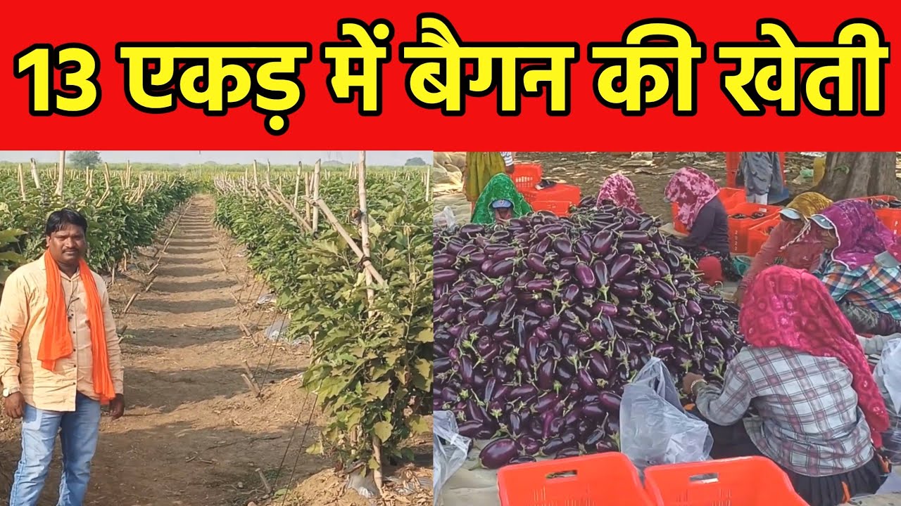 Baigan ki Kheti kaise Karen।13 एकड़ बैगन की खेती।brinjal farming Bemetra Chhattisgarh