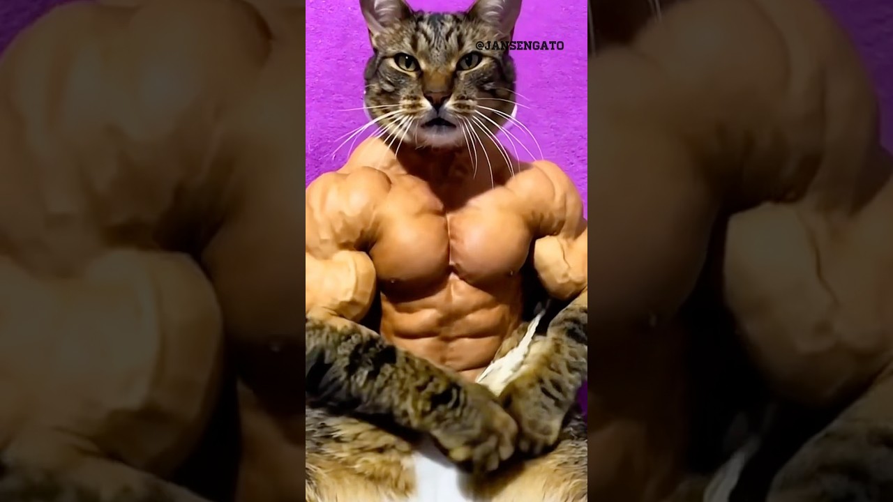 META FITNESS CHECK ✅