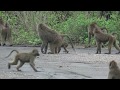 Tanzania 2018 - Lake Eyasi - Baboons