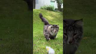 Quick action by Tigris the Norwegian Cat