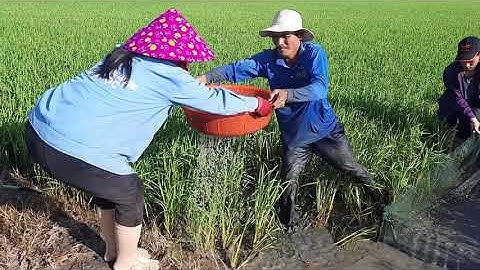 Bắt cá non kiếm tiền triệu ở Miền Tây-THMT-Youtube.