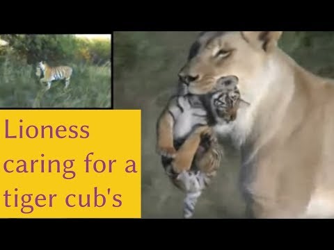 lioness-helps-tigress-to-raise-and-nurturing-cubs-|-lavina-entertainment