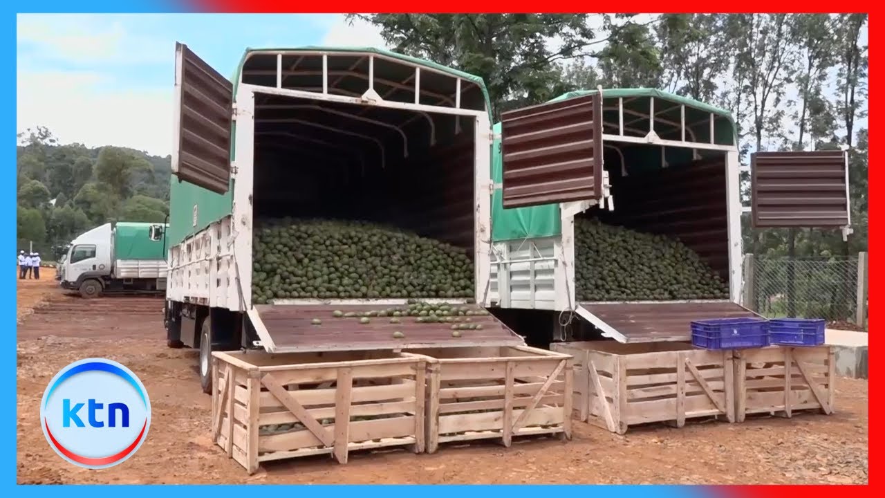 Kisii Farmers unite to boost avocado Market and Income