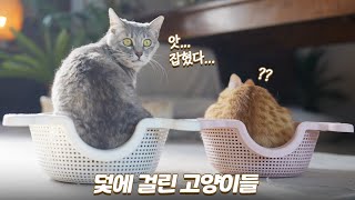 겁 많은 고양이도 사로잡을 수 있는 덫을 설치했어요 | 쫀니와 쪼꼬미들 | 베베집사 제주살이