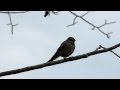 Spotted Flycatcher Spotted Flycatcher