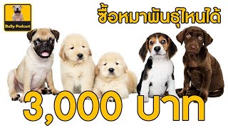 งบ 3,000 บาท ซื้อน้องหมาพันธุ์ไหนได้ The Cutedog’s Podcast EP 21