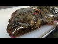 【高級魚】天然活ヒラメを熟成させて最高の刺身寿司に ASMR Making the finest matured-flatfish into traditional sashimi and sushi