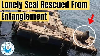 Lonely Seal Rescued From Entanglement