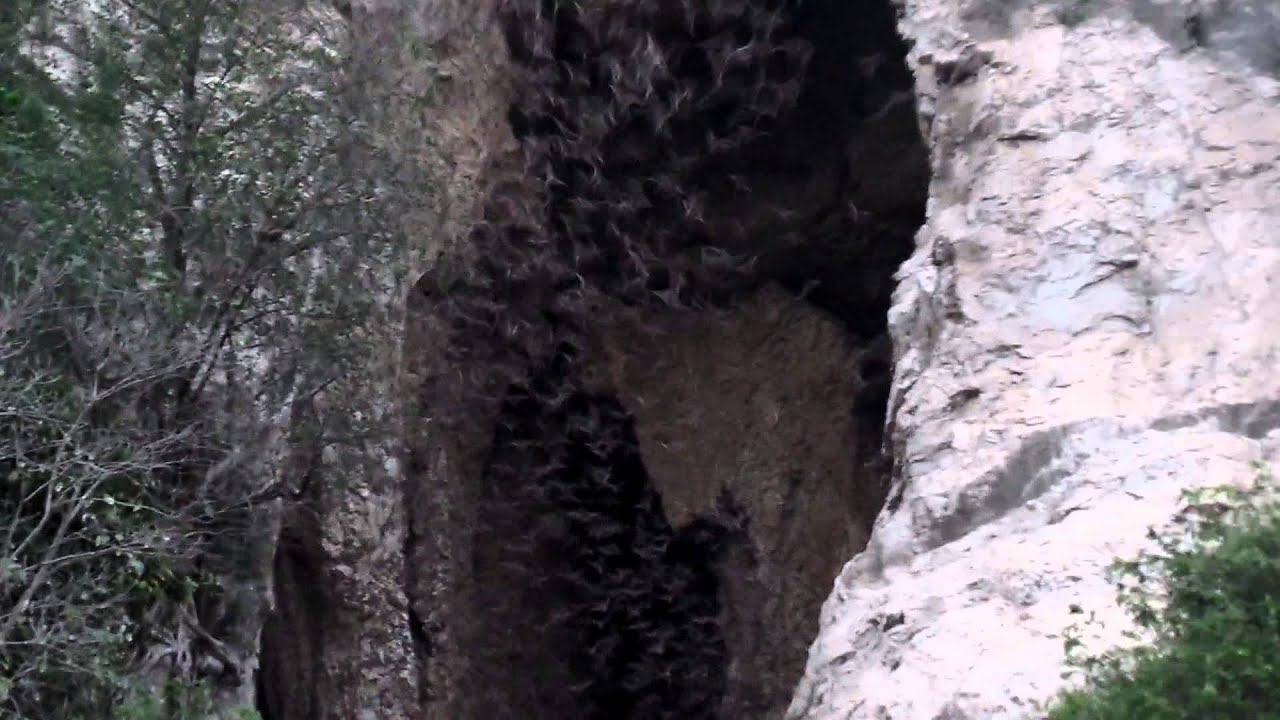 Bat cave Battambang Cambodia YouTube