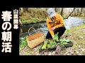 春の裏山で美味しい山菜を色々収穫