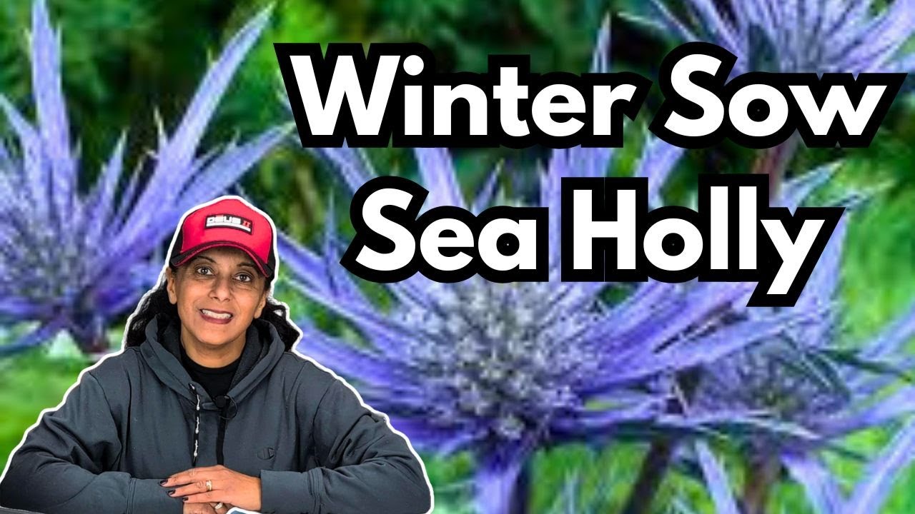 How To Winter Sow Eryngium Sea Holly