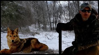 Wild Predator catches in extreme weather conditions #wildlife