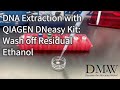 Dna extraction with qiagen dneasy kit wash off residual ethanol