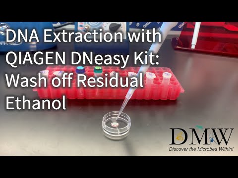 DNA Extraction with QIAGEN DNeasy Kit: Wash off Residual Ethanol
