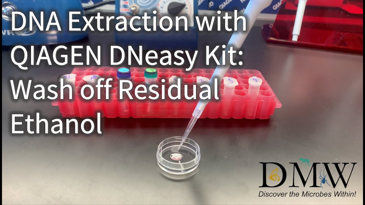 DNA Extraction with QIAGEN DNeasy Kit Wash off Residual Ethanol YouTube
