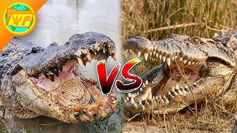 Alligator VS Crocodile - What
