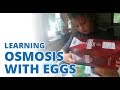 Osmosis Uncovered Through Egg and Chicken Experiments