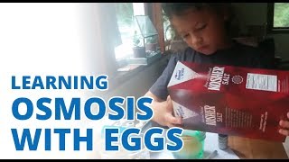 Osmosis for Kids: Seeing osmosis with eggs