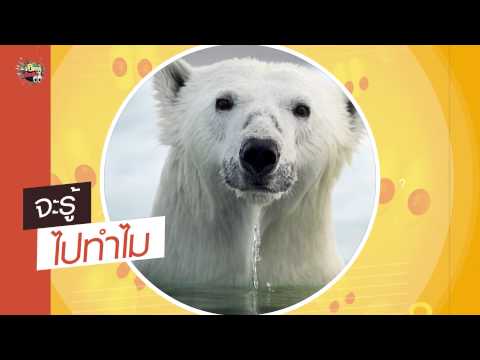 เปิดหูเปิดตา ช่วงจะรู้ไปทําไม ทำไมหมีขาวถึงไม่กลัวหนาว (2ส.ค.58)