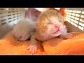 へその緒付きの乳飲み子3匹を保護しました 【生後3日】【保護子猫】kittens with umbilical cords