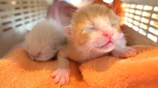 へその緒付きの乳飲み子匹を保護しました 【生後日】【保護子猫】kittens with umbilical cords