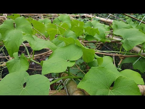 Video Cách trồng su su trong thùng xốp tại nhà, rất chi tiết... - youtube