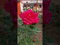 #roseflower #roseshorts #roses #rose #lovelyflower #beautifulflower #viral #trending #shorts