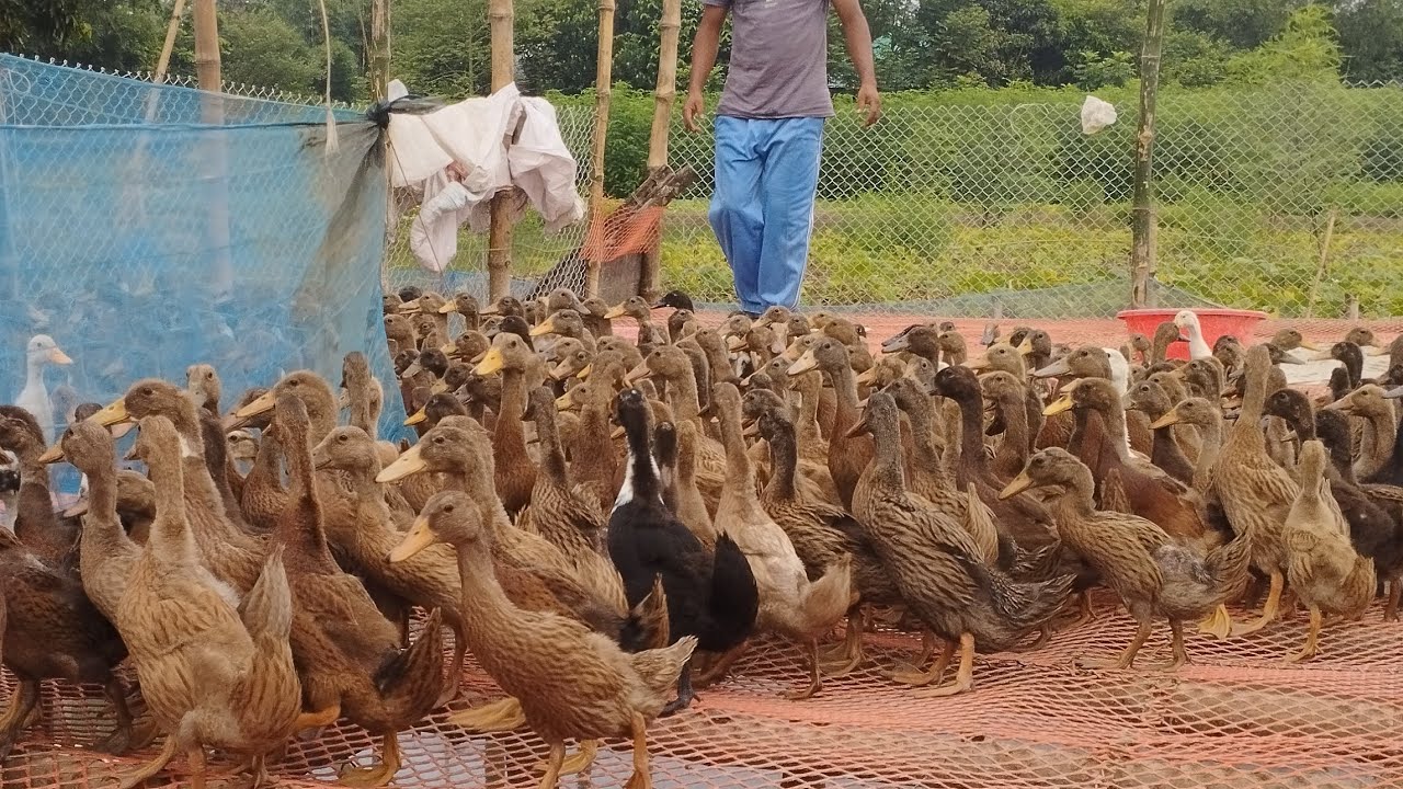 কখন, কিভাবে এবং হাঁসের বাচ্চার বয়স কতদিন হলে ভ্যাকসিন দেওয়া উচিত?