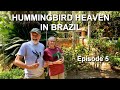 This Hummingbird Garden in Brazil Truly Amazed Me - Episode 5 Mp3 Song