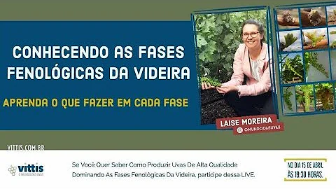 O que as auxinas e as giberelinas fazem com a célula vegetal?
