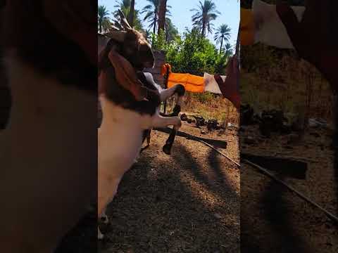 هم تحبون باجت الصخل هم تاكلون اذن الصخل كلها كركط اكسبلور دويتو تحشيش مقاطع تيك توك متابعه