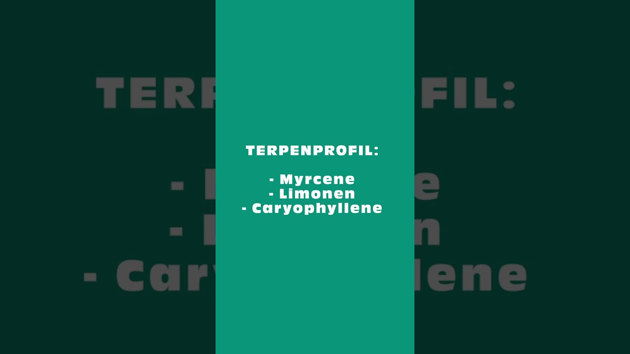 STRAINS 101: JET FUEL GELATO