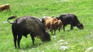 Dağların Esas Sahipleri Yusufeli Boğaları