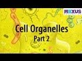Cell Organelles and Genetic Material Quiz